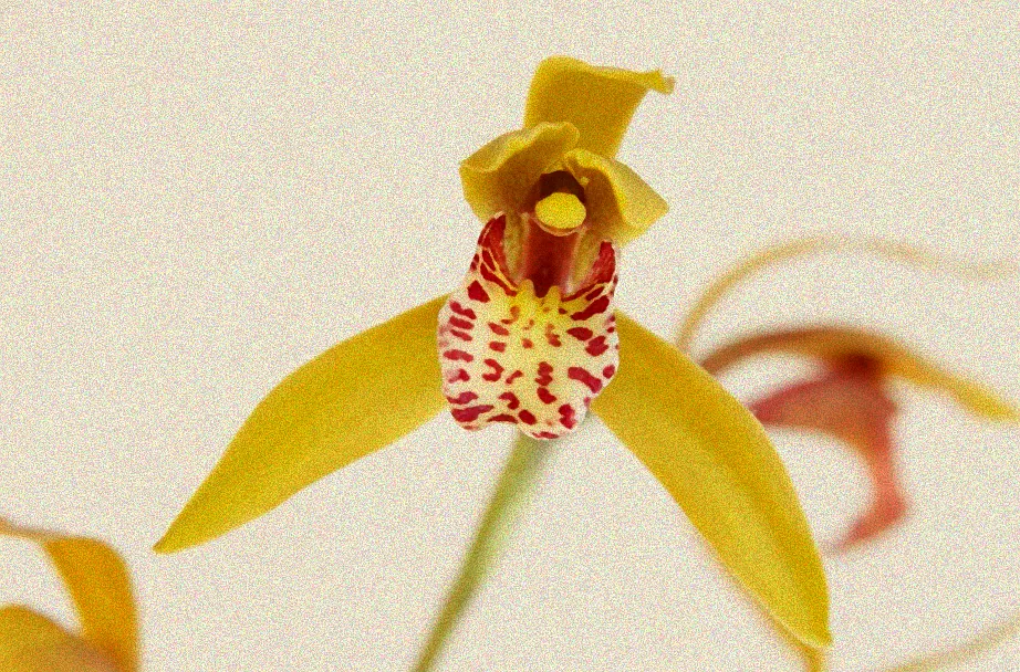 Tipps für Orchideen am Fenster