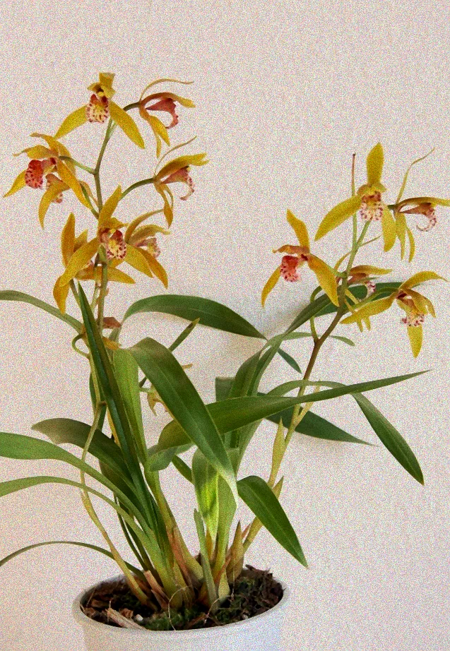 Orchideen auf der Westseite