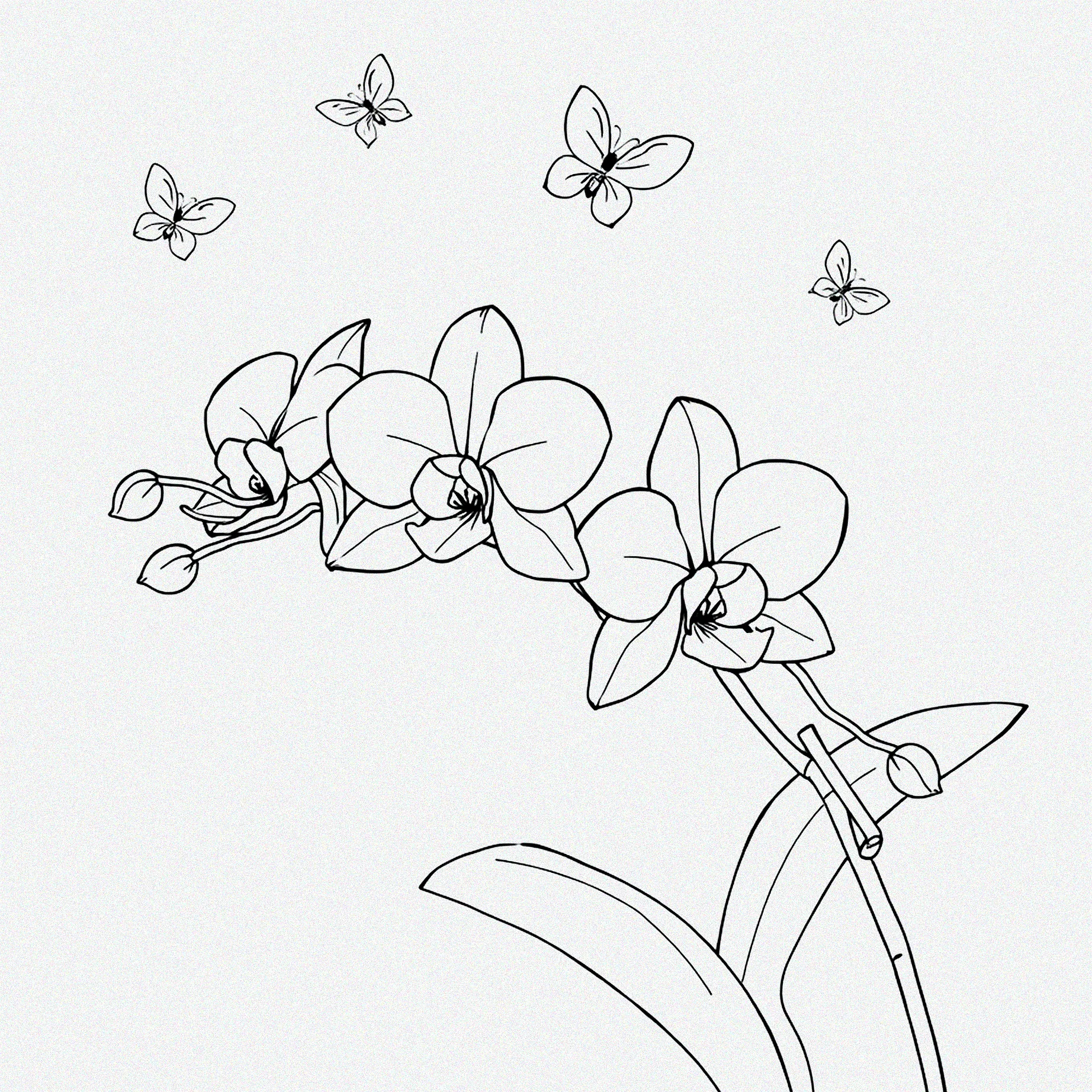 Arten von Orchideen am Fenster