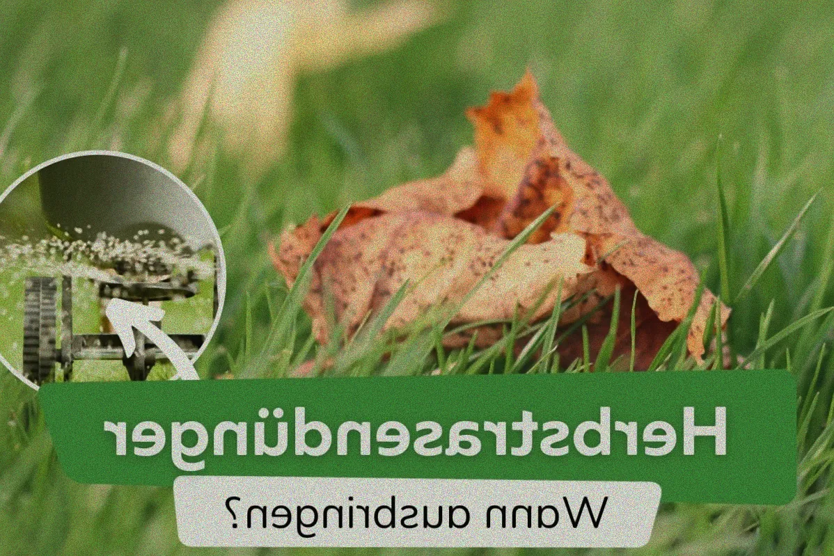 Frühlingsrasen mit Düngerkörnern