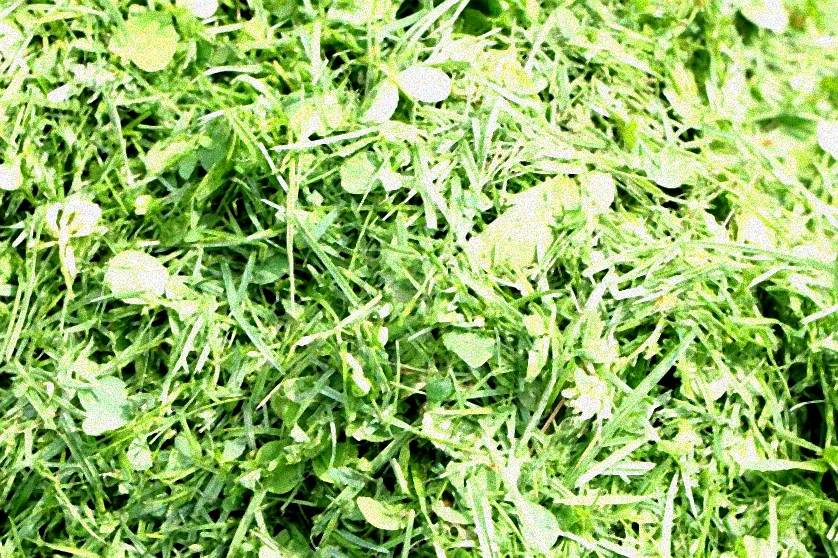 Garten mit frisch gedüngtem Rasen