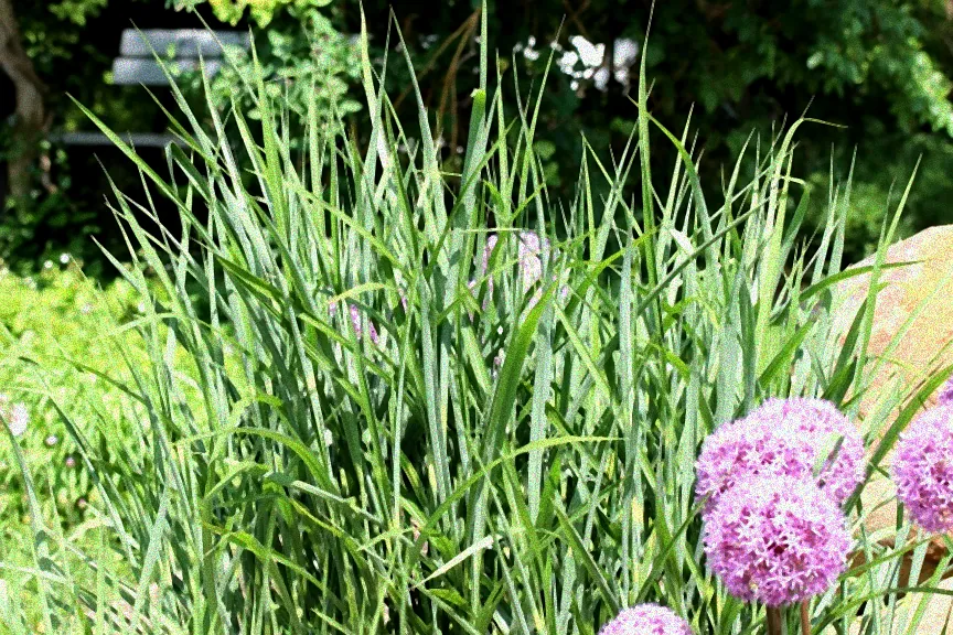 Pflege von gesundem Riesen-Chinaschilf