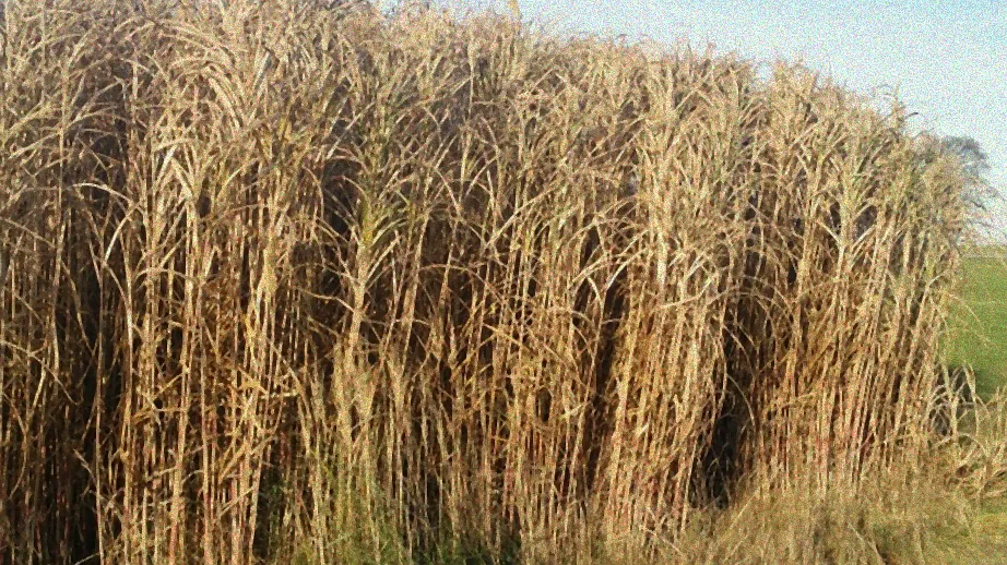 Bewässerung von Riesen-Chinaschilf
