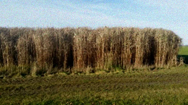 Düngung von Riesen-Chinaschilf