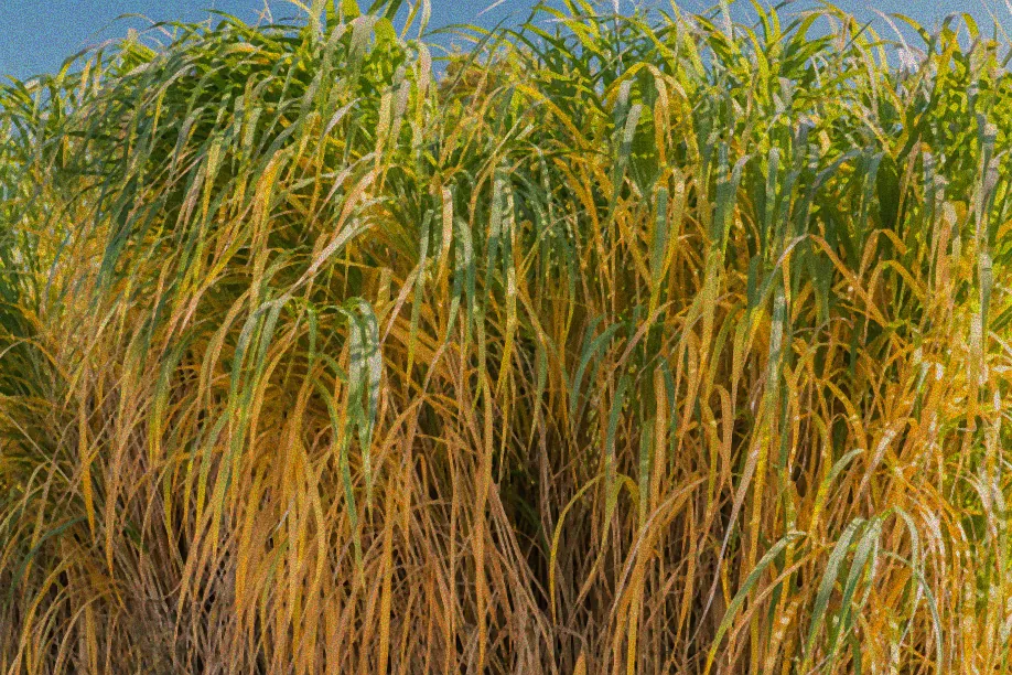 Schneiden von Riesen-Chinaschilf