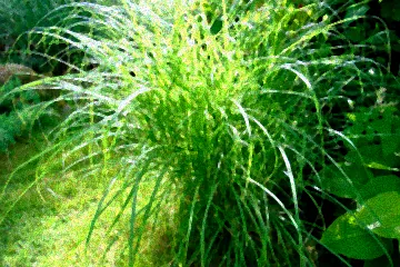 Standorte für Riesen-Chinaschilf