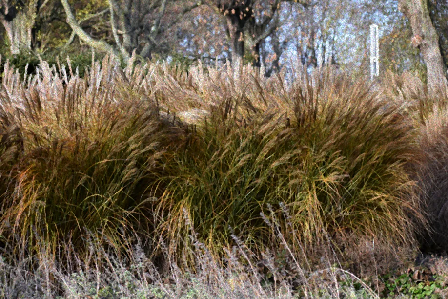 Vermehrung von Riesen-Chinaschilf