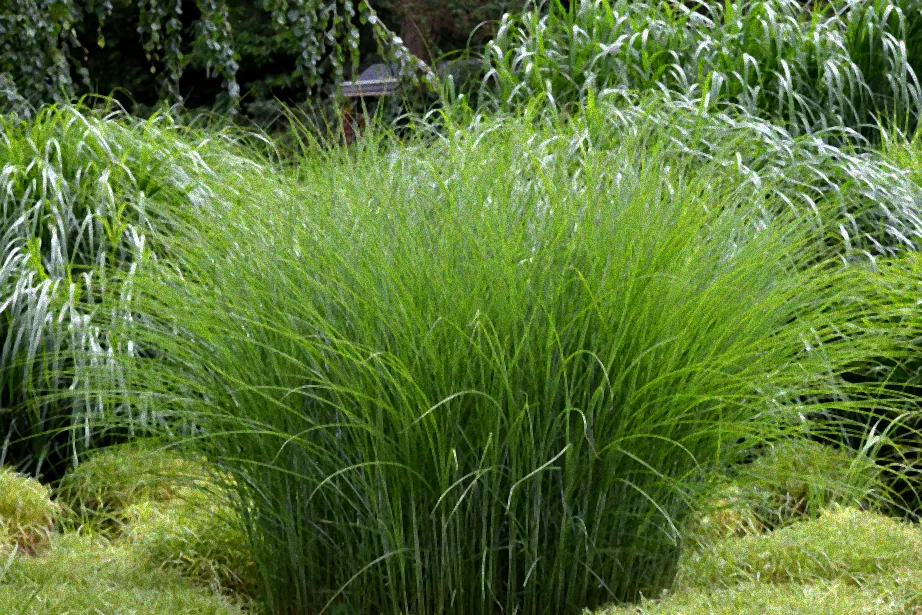 riesen chinaschilf pflege