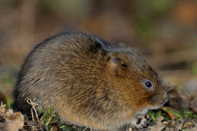 Schermaus auf Gartenweg