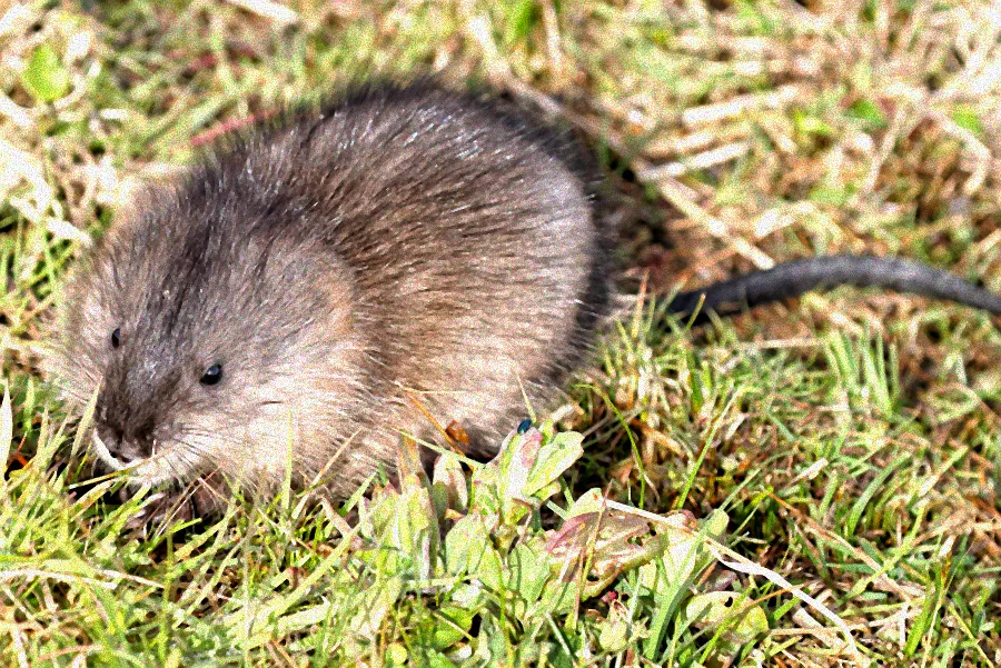 Schermaus in Gartenbeet