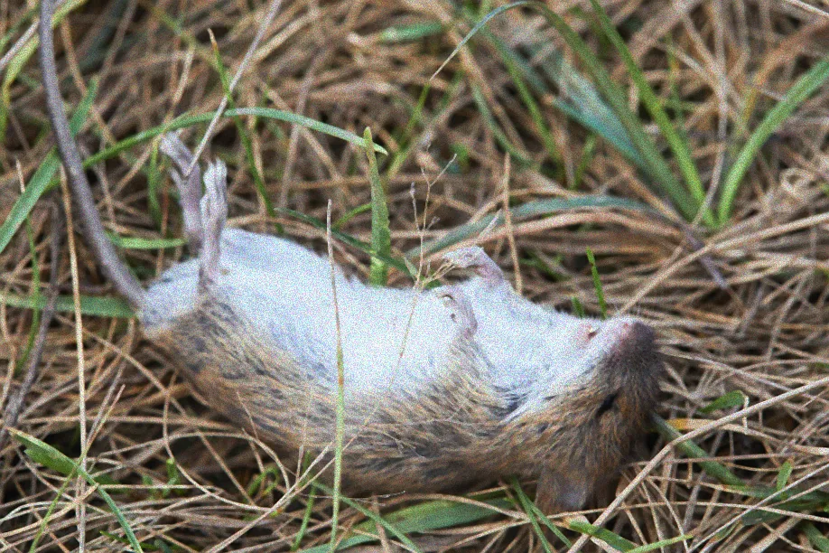 Schermaus zwischen Pflanzen