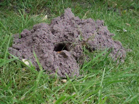 Schermaus auf Rasenfläche