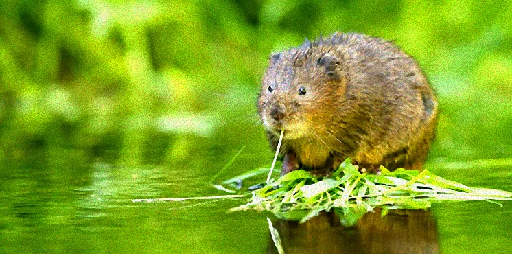 Schermaus frisst Pflanze