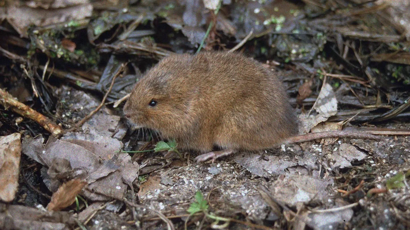 Schermaus im grünen Rasen