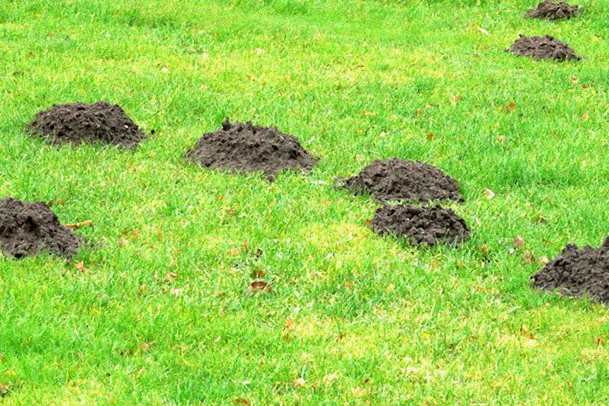 Schermaus in Gartenumgebung