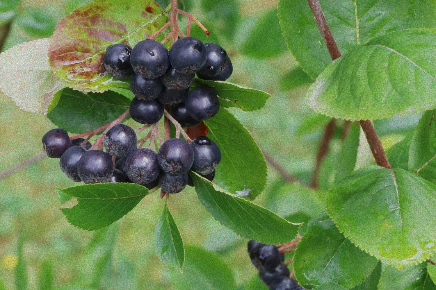 Strauch mit schwarzen Beeren