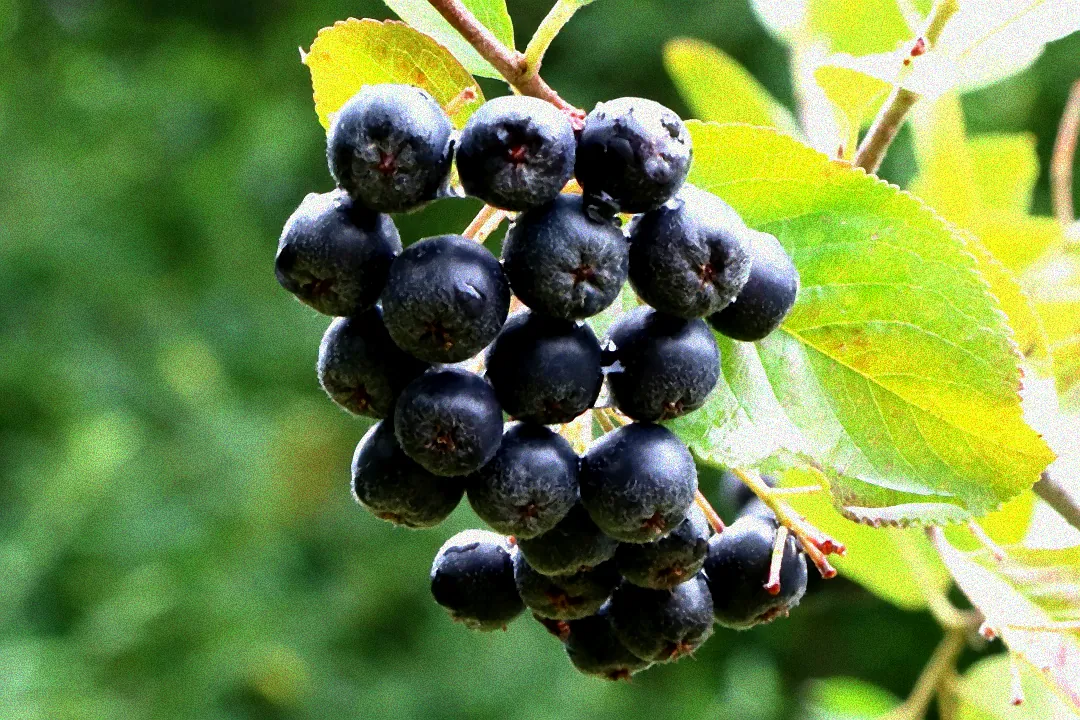 Gepflegter Strauch mit Beeren