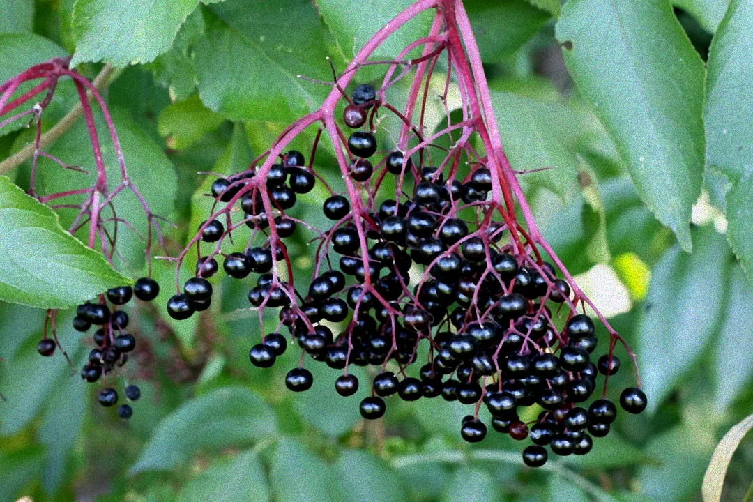 Pflanzen eines Beerenstrauchs