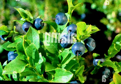 Verschiedene Sträucher mit Beeren
