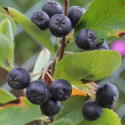 Ernte von schwarzen Beeren