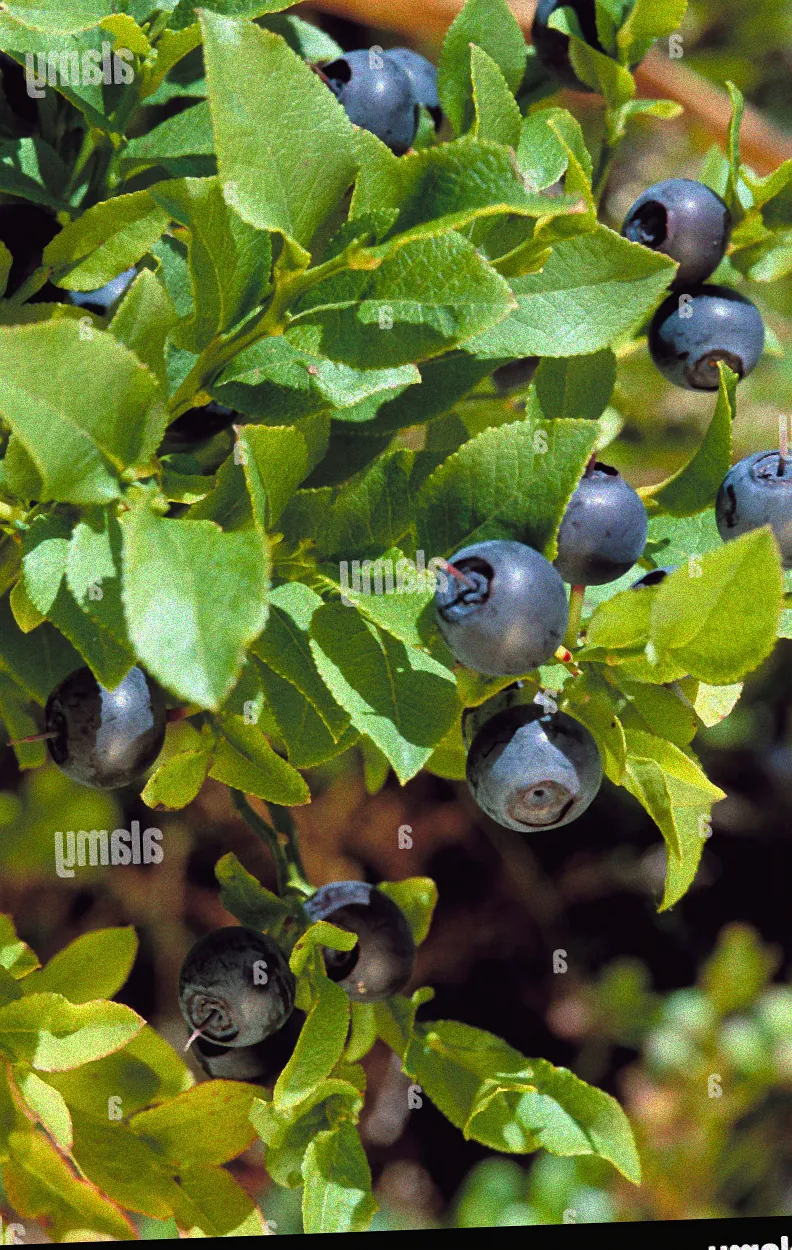 Verschiedene Sorten schwarzer Beeren