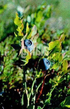 Kranker Beerenstrauch mit Blättern