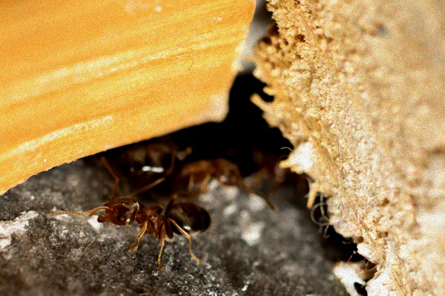 Ameisen auf einem Brotstück.