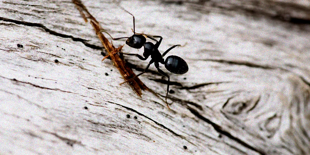 Ameisen auf einer Fensterbank.