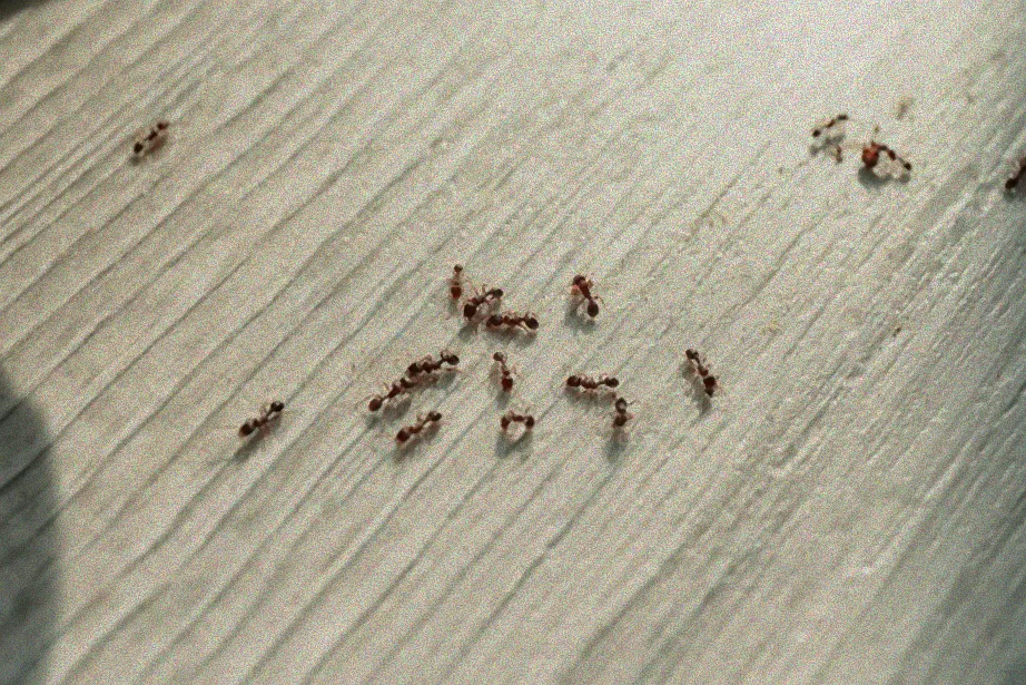 schwarze kleine ameisen im haus