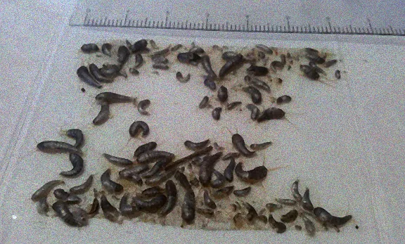 Silberfische auf Fliesen