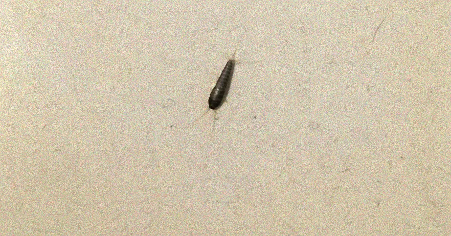 Chemikalien gegen Silberfische