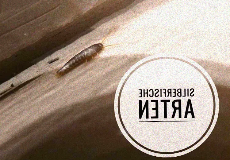 Tipps gegen Silberfische