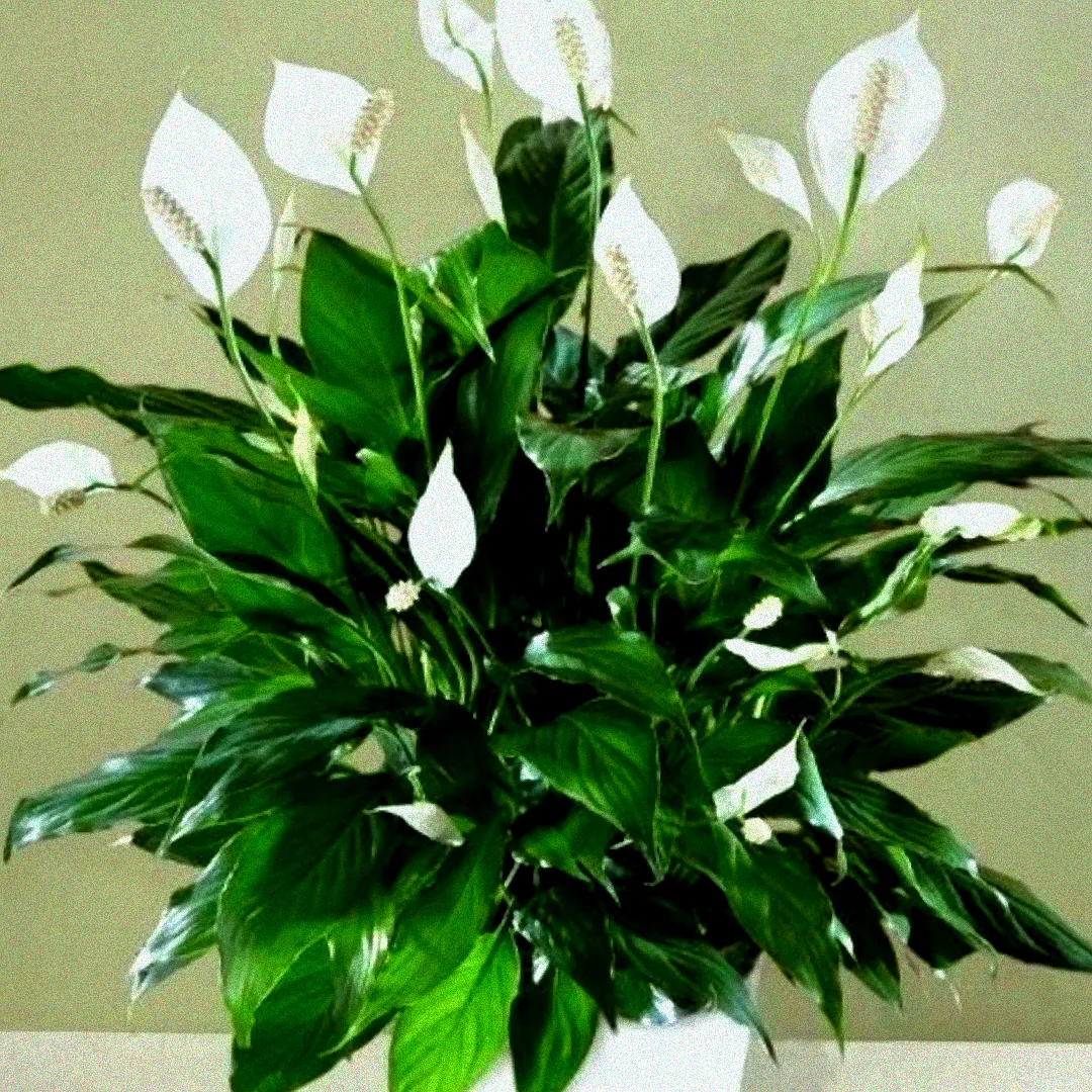 Gießkanne neben Topfpflanze.