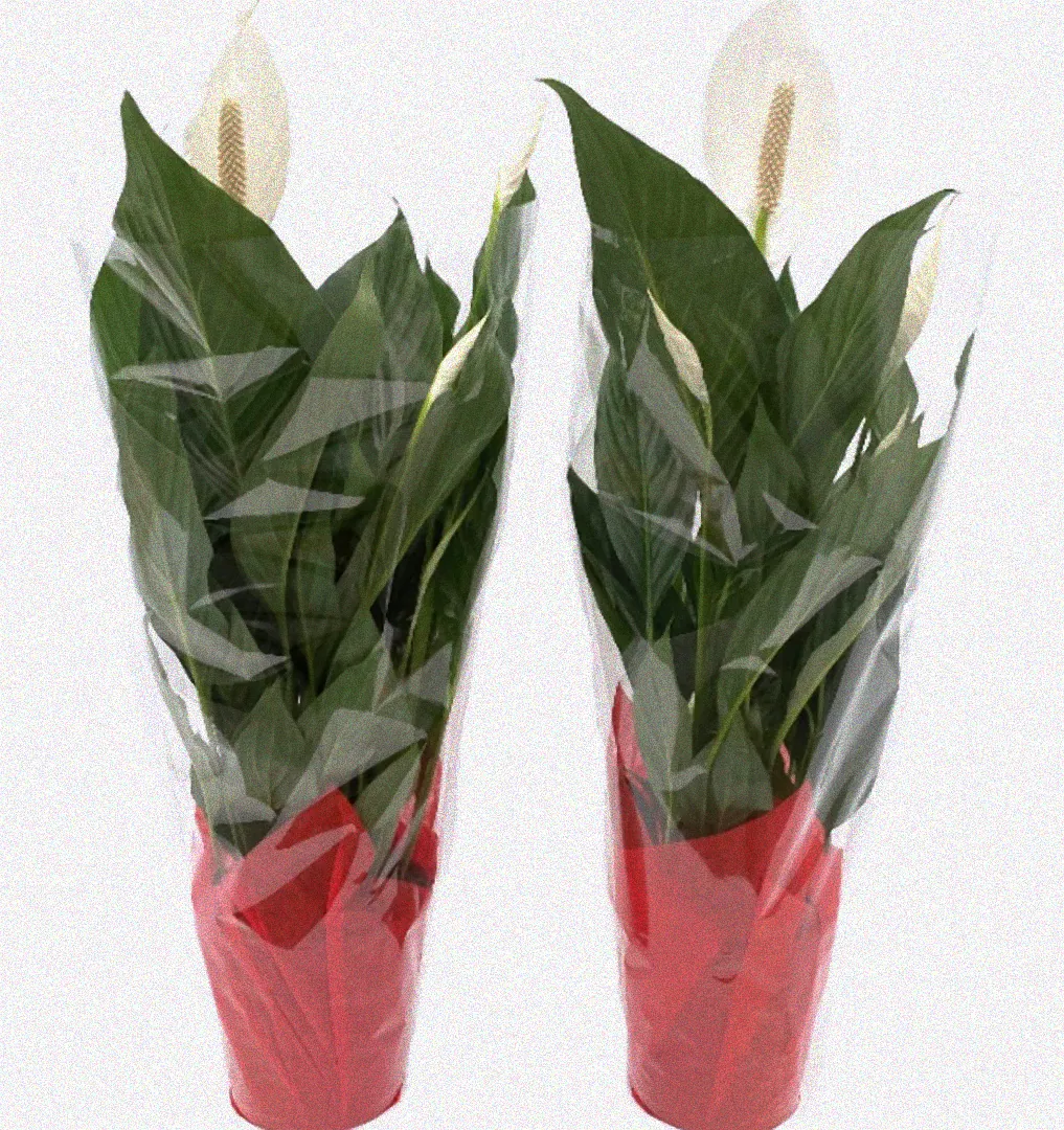 Düngemittel neben Topfpflanze.