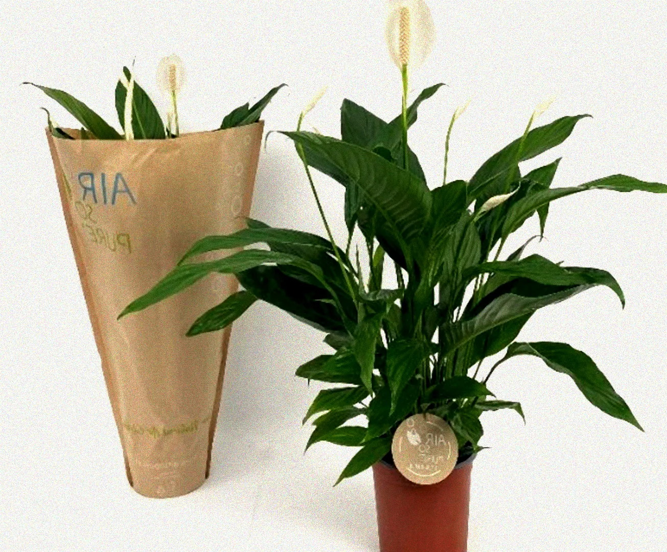 Pflanze wird umgetopft.