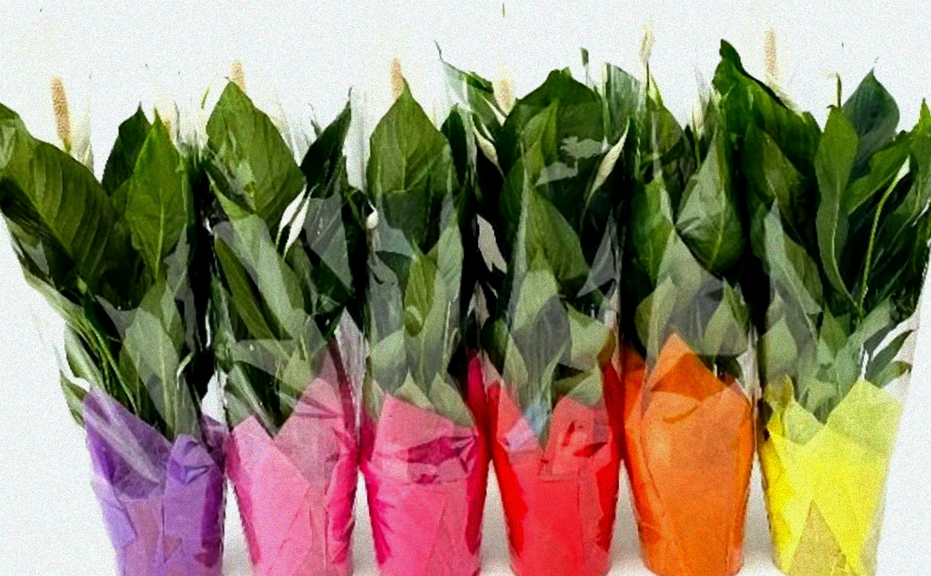 Ableger einer Spathiphyllum Pflanze.