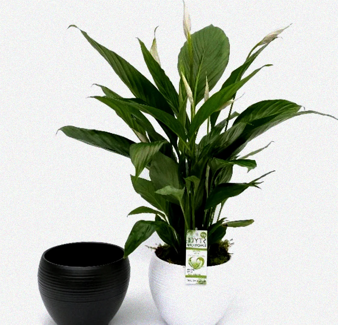 Glänzende grüne Blätter.