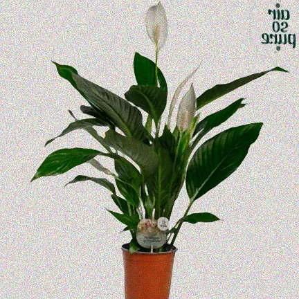 Kranke Pflanze mit gelben Blättern.