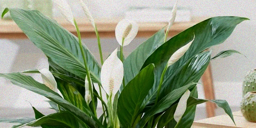 spathiphyllum bingo cupido pflege