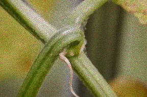 Balkonpflanzen mit Spinnmilben