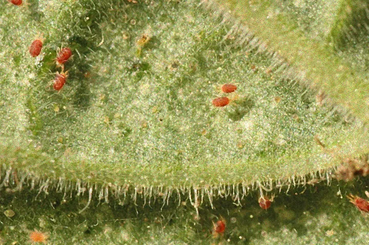 Natürliche Bekämpfung von Spinnmilben