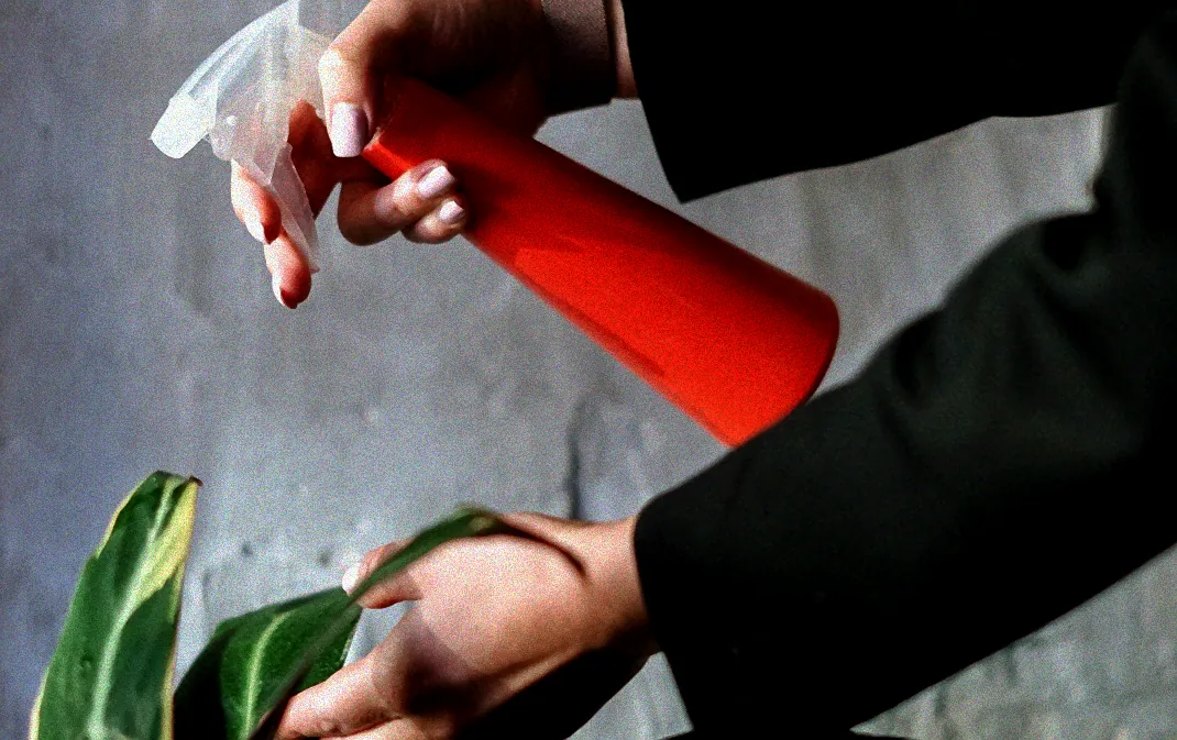 Spinnmilben auf Balkon