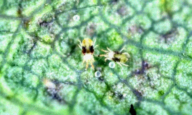 Bekämpfung von Spinnmilben