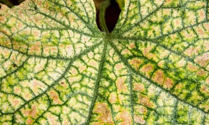 Balkonpflanzen mit Spinnmilbenbefall