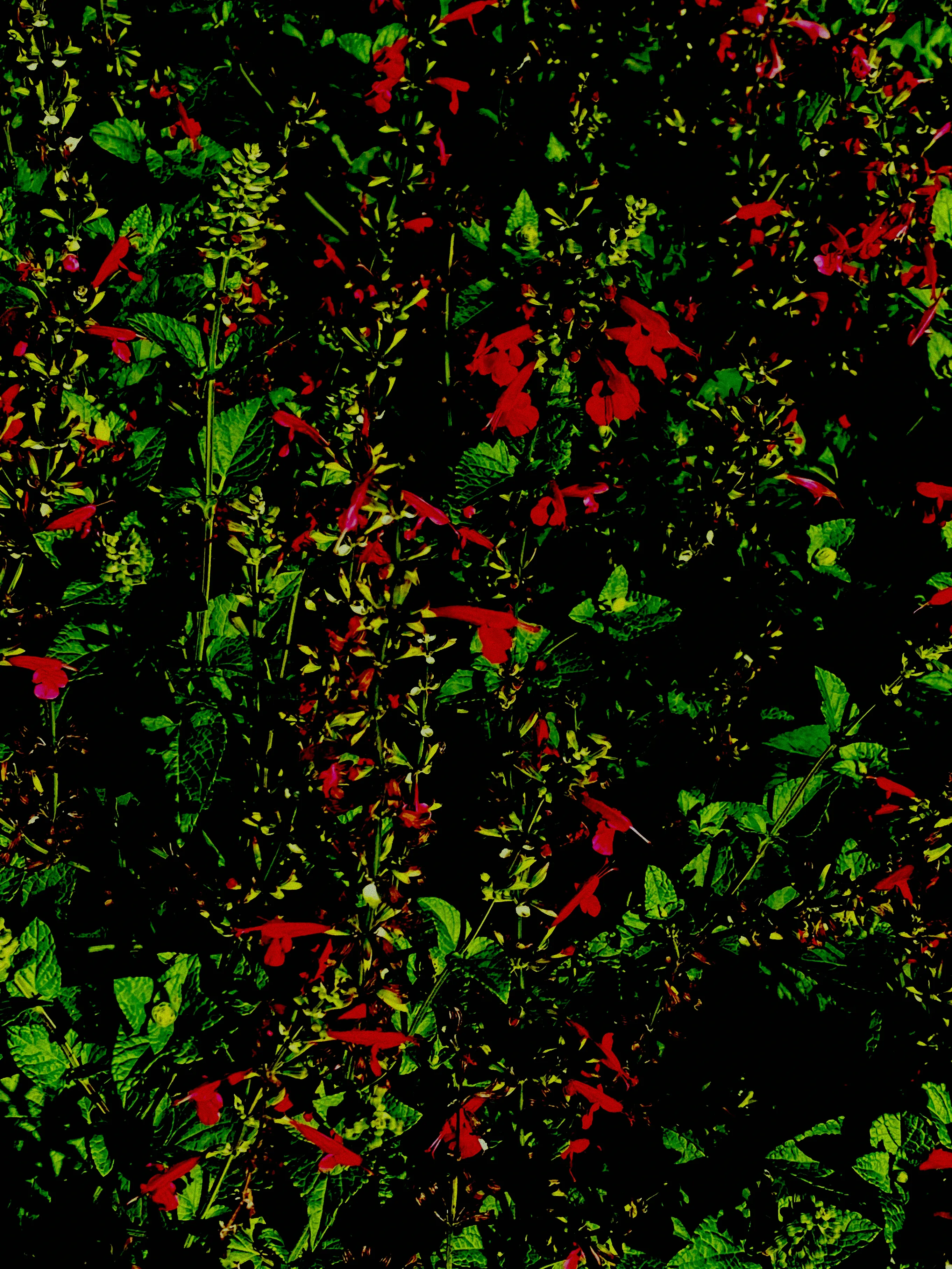 Schneeballstrauch mit weißen Blüten