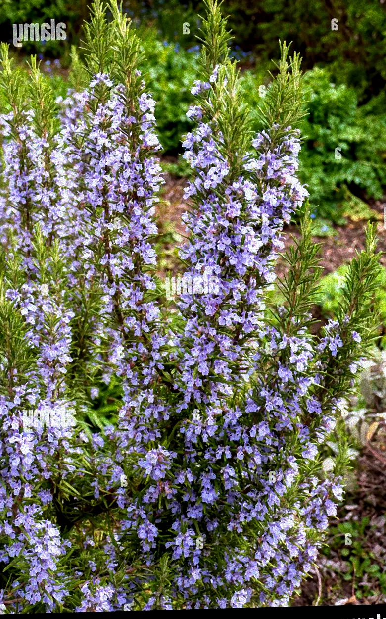 Kugelibisch mit roten Blüten