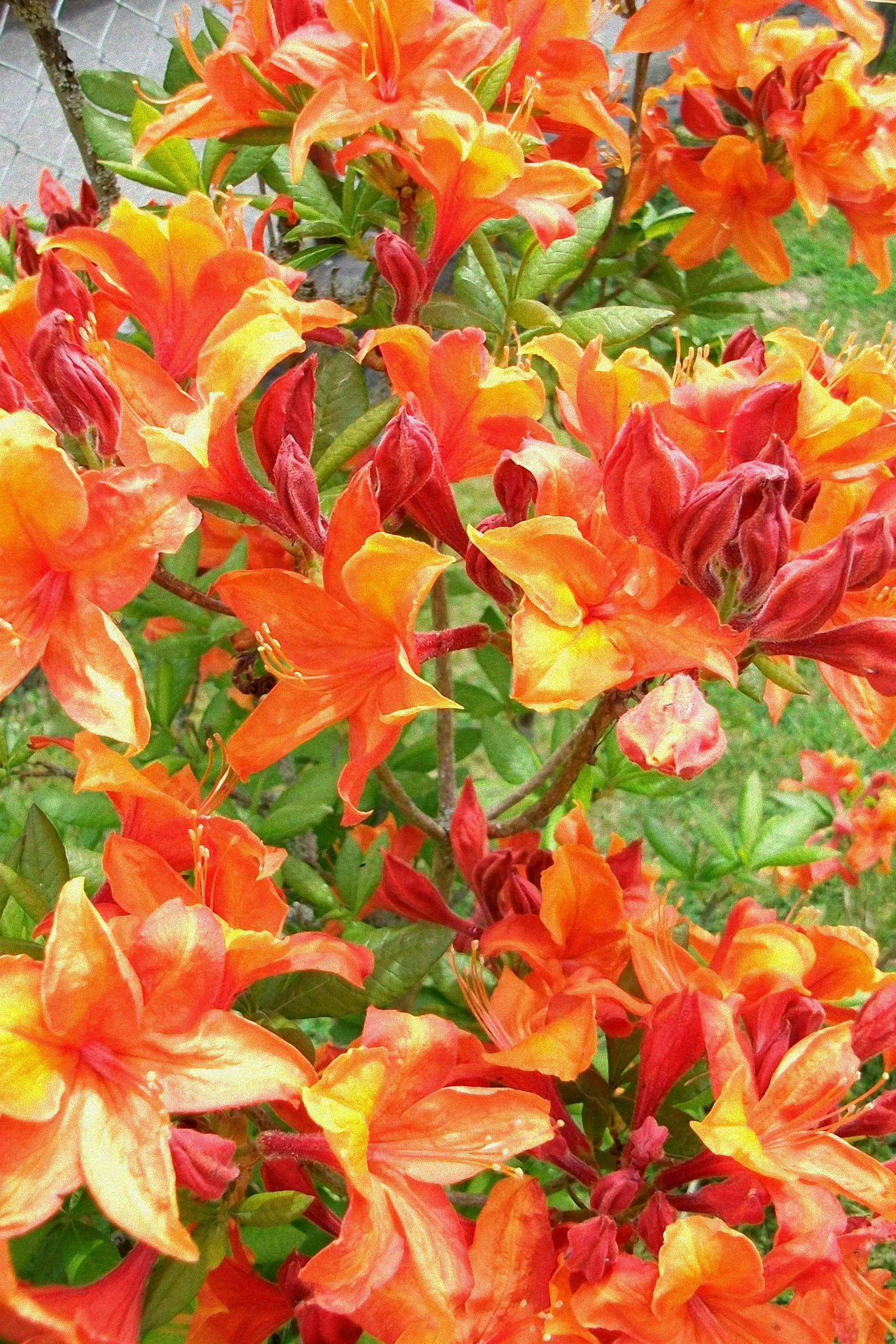 Zierapfel mit rosa Blüten