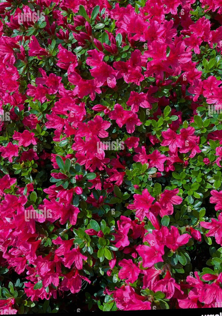 Pfingstrosenstrauch mit weißen Blüten