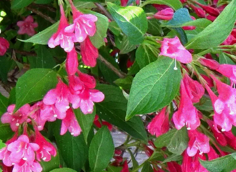 Kamelie mit rosa Blüten