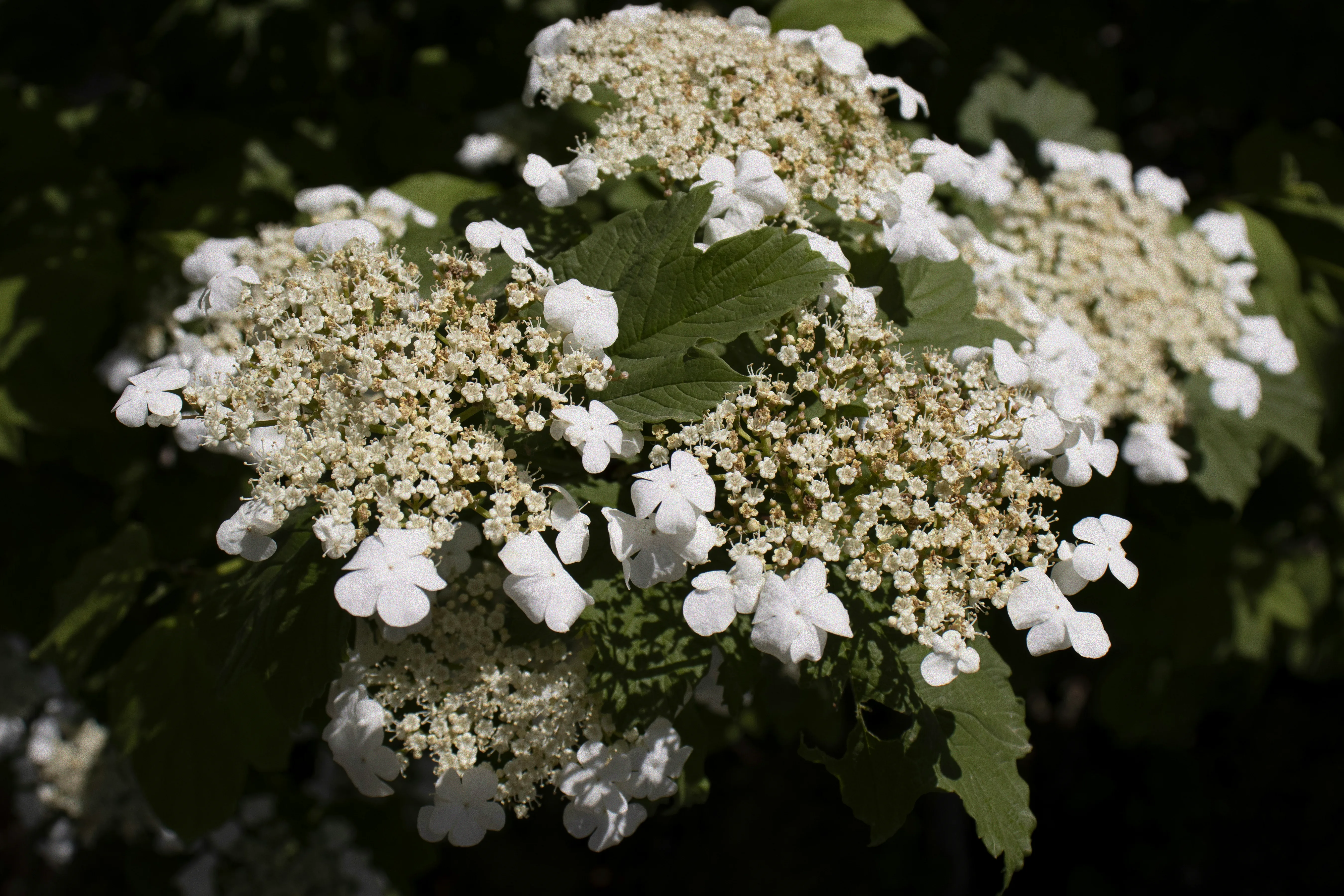 Magnolie mit weißen Blüten